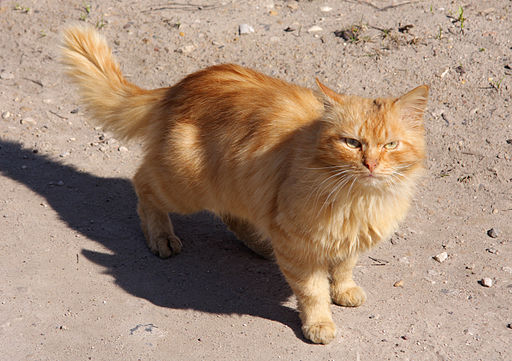 red-cat-copyright-kelly-peloza-photo