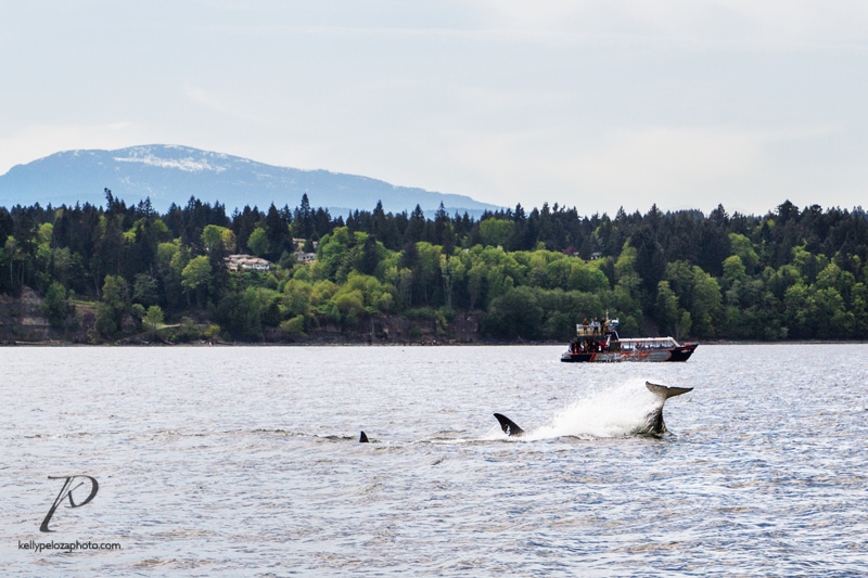 whales-vancouver-0002