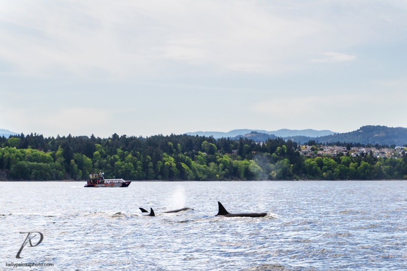 whales-vancouver-0004