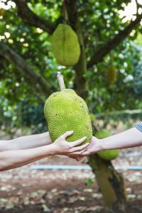 2016-thailand-jackfruit-farm-1-hr-web