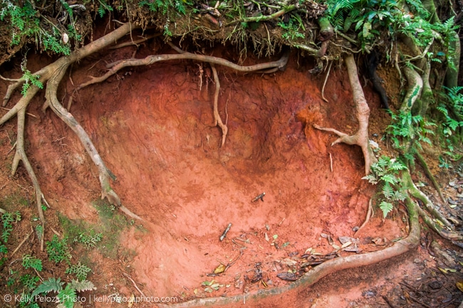 El Yunque National Forest, Puerto Rico | Kelly Peloza Photo