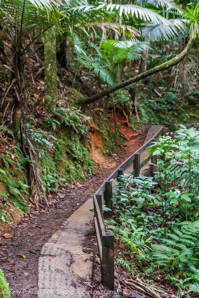 El Yunque National Forest, Puerto Rico | Kelly Peloza Photo